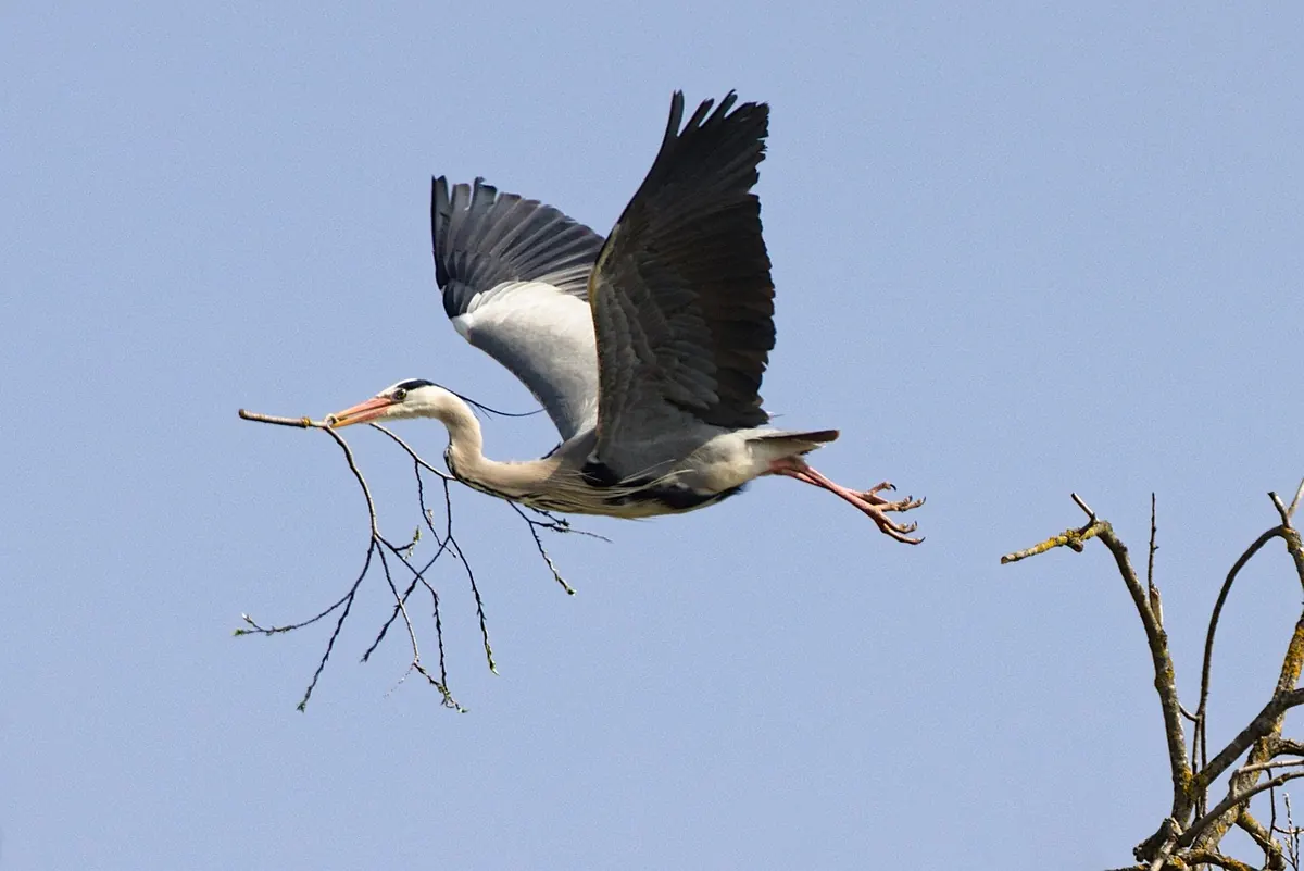 Common Mistakes When Watching Nesting Herons (and How to Avoid Them)