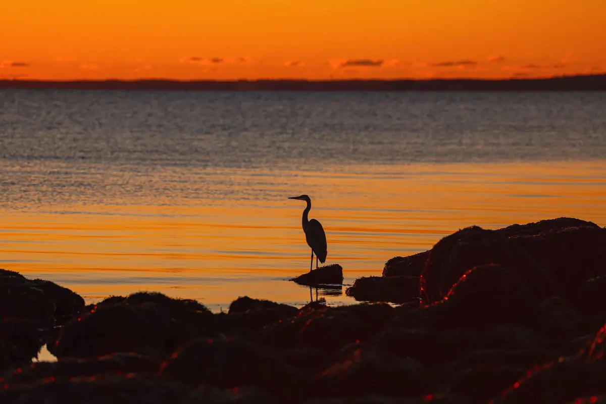 How to Get Sharp Photos of Herons at Dawn: A Step-by-Step Guide