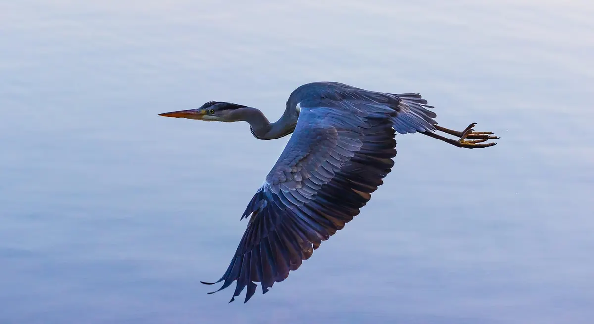 How to Photograph Herons in Flight: Settings, Fieldcraft and Ethics