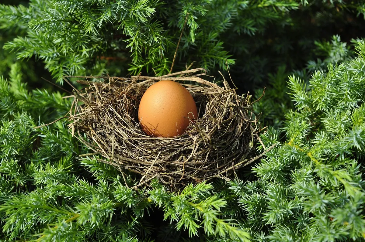 Why Heronries Matter: Conservation Challenges for UK Herons